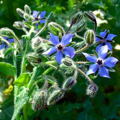 Borage Seeds Garden Native Blue Flower Seeds - HERB - Butterfly BEE ...