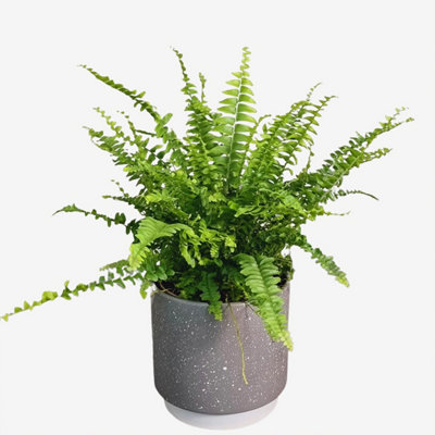 Boston Fern Houseplant Real Indoor Plant for Office, Home, Bedroom, Kitchen and Living Room