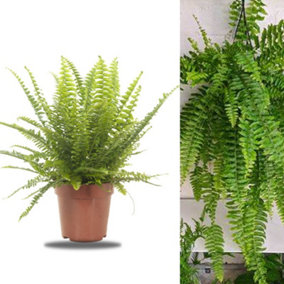 Boston Fern in 9cm Pot - Nephrolepis exaltata - Perfect Plant for Beginners