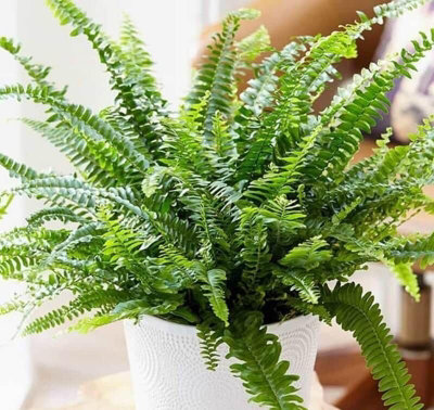 Boston Fern in 9cm Pot - Nephrolepis exaltata - Perfect Plant for Beginners - 3