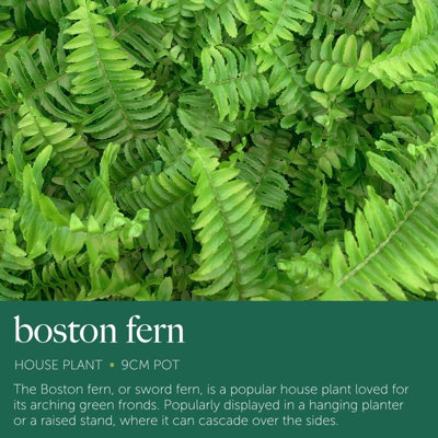 Boston Fern in 9cm Pot - Nephrolepis exaltata - Perfect Plant for Beginners