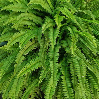 Boston Fern in 9cm Pot - Nephrolepis exaltata - Perfect Plant for Beginners - 4