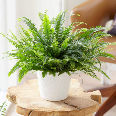 Boston Fern in 9cm Pot - Nephrolepis exaltata - Perfect Plant for Beginners - 5
