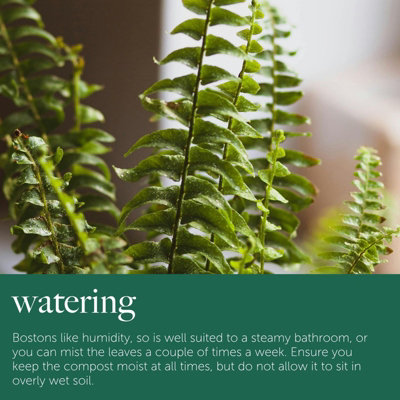 Boston Fern Hanging Basket - Live Plant In An 10 Inch Pot - Nephrolepis Exaltata - Beautiful Indoor Air Purifying Fern