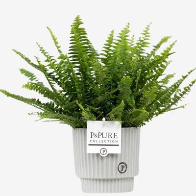 Boston Fern (Sword Fern) with Pot, Houseplant Real Indoor Plant for Office, Home, Bedroom, Kitchen and Living Room