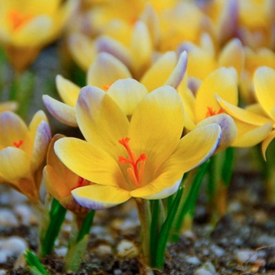 Boston Seeds Advance Crocus Bulbs (100 Bulbs) DIY at B&Q