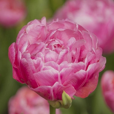 Boston Seeds Amazing Grace Tulip Bulbs (100 Bulbs) DIY at B&Q