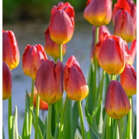 Boston Seeds Amberglow Tulip Bulbs (100 Bulbs)