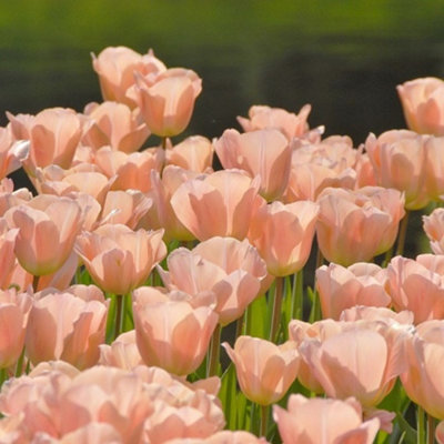 Boston Seeds Apricot Beauty Tulip Bulbs (500 Bulbs) DIY at B&Q