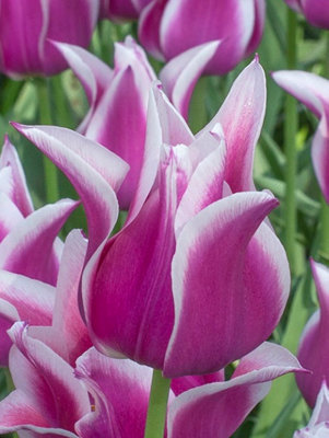Boston Seeds Ballade Tulip Bulbs (500 Bulbs) DIY at B&Q