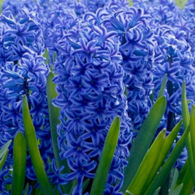 Boston Seeds Blue Jacket Hyacinth Bulbs (10 Bulbs)