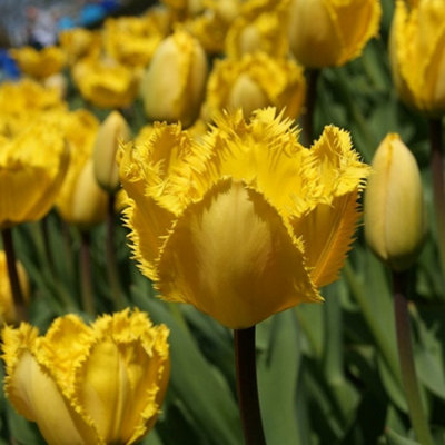 Boston Seeds BS Economy Grass Seed (5 x 20kg) DIY at B&Q