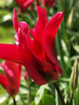 Boston Seeds Dolls Minuet Tulip Bulbs (20 Bulbs) DIY at B&Q