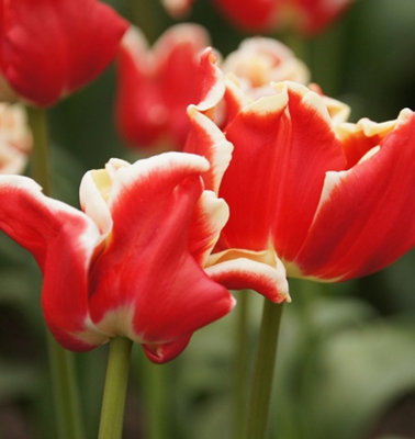 Boston Seeds Elegant Crown Tulip Bulbs (20 Bulbs)