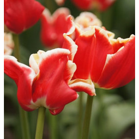 Boston Seeds Elegant Crown Tulip Bulbs (20 Bulbs)