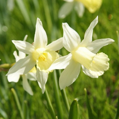 Boston Seeds Elka Narcissi Bulbs (20 Bulbs)