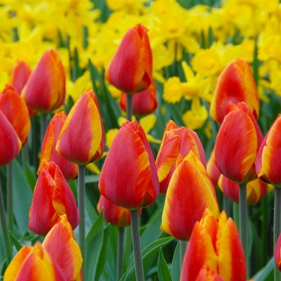 Boston Seeds Flair Tulip Bulbs (500 Bulbs) DIY at B&Q
