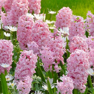 Boston Seeds Fondant Hyacinth Bulbs (500 Bulbs) DIY at B&Q