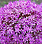 Boston Seeds Giganteum Allium Bulbs (100 Bulbs)