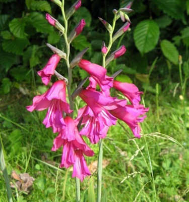 Boston Seeds Gladioli byzantinius Bulbs (100 Bulbs)