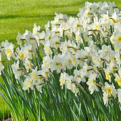 Boston Seeds Ice Follies Narcissi Bulbs (5 X 20kg (1500-1800 Bulbs ...