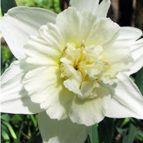 Boston Seeds Ice King Daffodil Bulbs (5 x 20kg (1500-1800 bulbs))