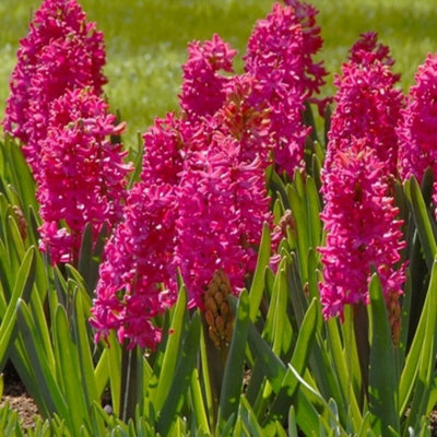 Boston Seeds Jan Bos Hyacinth Bulbs (10 Bulbs)