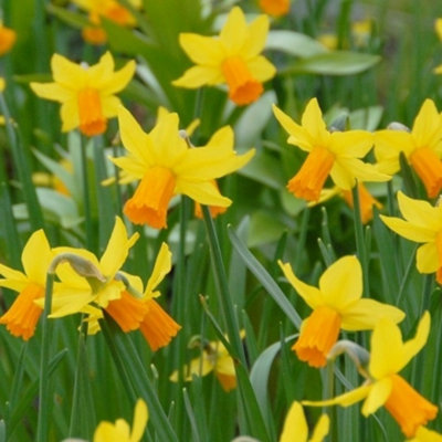 Boston Seeds Jetfire Narcissi Bulbs (100 Bulbs)