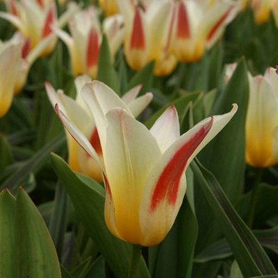 Boston Seeds Johann Strauss Tulip Bulbs (200 Bulbs) DIY at B&Q