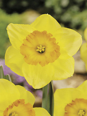 Boston Seeds Juanita Daffodil Bulbs (20kg (300360 bulbs)) DIY at B&Q