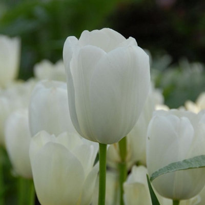 Boston Seeds Maureen Tulip Bulbs (20 Bulbs) | DIY at B&Q