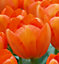 Boston Seeds Orange Balloon Tulip Bulbs (20 Bulbs)