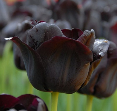 Boston Seeds Paul Scherer Tulip Bulbs (100 Bulbs) | DIY at B&Q