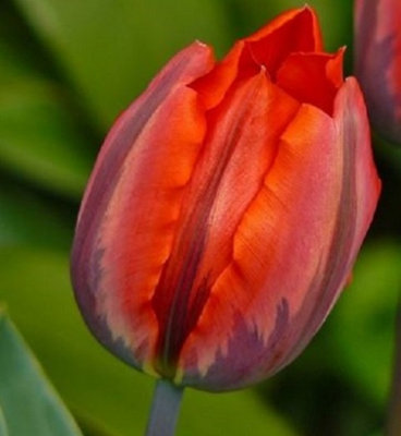 Boston Seeds Princess Irene Tulip Bulbs (100 Bulbs) at B&Q