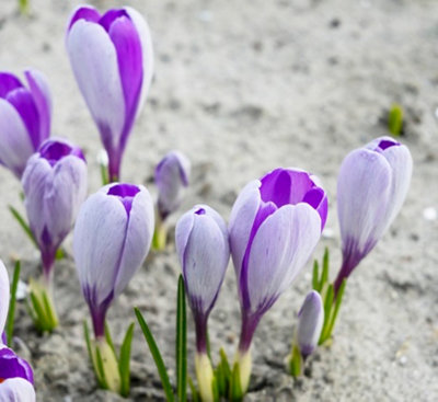 Boston Seeds Whale Shark Crocus Bulbs (500 Bulbs)