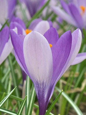 Boston Seeds Yalta Specie Crocus Bulbs (40 Bulbs) DIY at B&Q