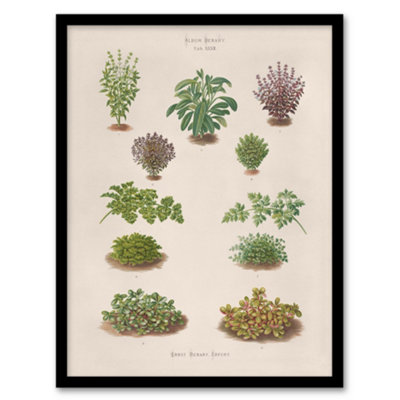 Botanical Bushes Varieties Ernst Benary Framed Wall Art Print 12X16
