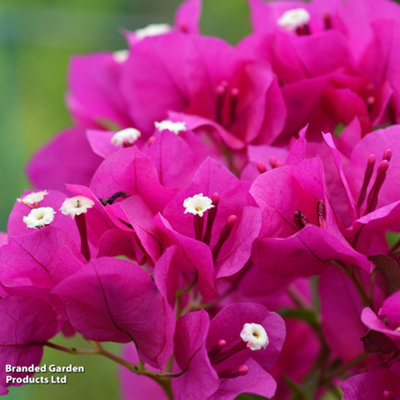 Bougainvillea Alexandra Pyramid 17cm Potted Plant x 1