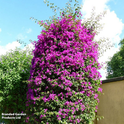 Bougainvillea Alexandra Pyramid 17cm Potted Plant x 1