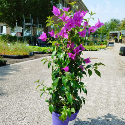 Bougainvillea Alexandra Pyramid 17cm Potted Plant x 1 - 4