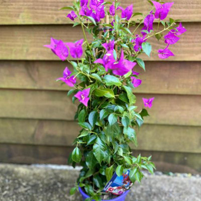 Bougainvillea Alexandra Pyramid 17cm Potted Plant x 1 - 5