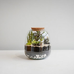 Bowl Shape Medium Terrarium DIY Kit - Glass - L19 x W19 x H22 cm - Clear