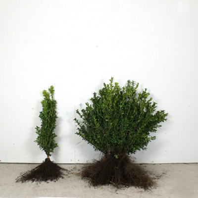 Box 40/50cm bare root 50 Pack - Hedges Direct