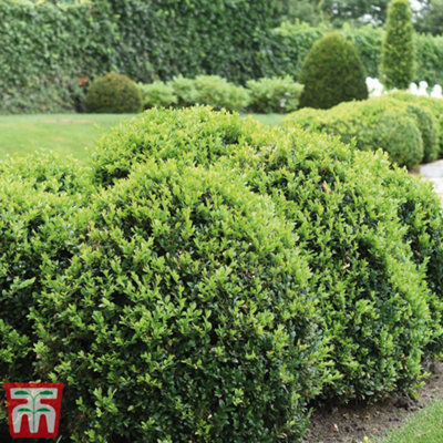 Box Hedging - Evergreen Buxus Sempervirens 9cm Potted Plant x 5