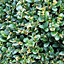 Box Hedging Pack Buxus sempervirens - 10 Plants in 9cm Pots