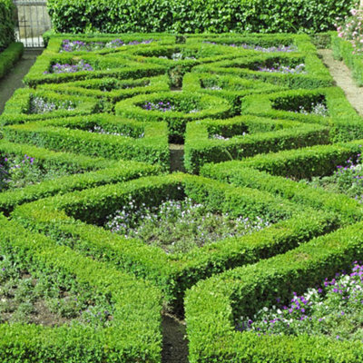 Box Hedging Pack Buxus sempervirens - 10 Plants in 9cm Pots - 4