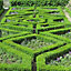 Box Hedging Pack Buxus sempervirens - 10 Plants in 9cm Pots