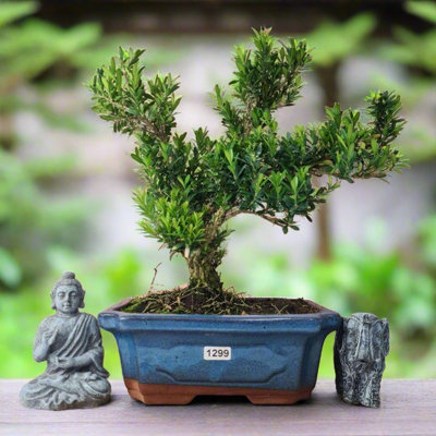 Boxwood (Buxus Harlandii) Bonsai Tree - Shaped - In 20cm Pot