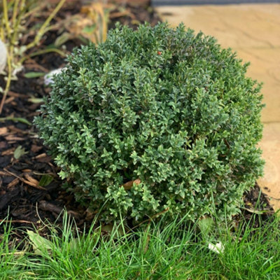 Boxwood (Buxus sempervirens) - 1 Litre Pot Evergreen Shrub for Hedges ...