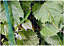 Bradas 20x4m Anti Bird Net Netting Tree Plant Fruit Protection Diamond Mesh